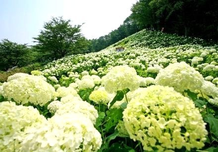 <Web割対象商品>【キングツアーバス旅】東京の奥座敷・秋川渓谷に佇む「黒茶屋」季節の山里料理 純白の「アナベルの雪山」&ピンクアナベル 「払沢の滝」〔新百合ヶ丘・多摩センター・聖蹟桜ヶ丘発〕1